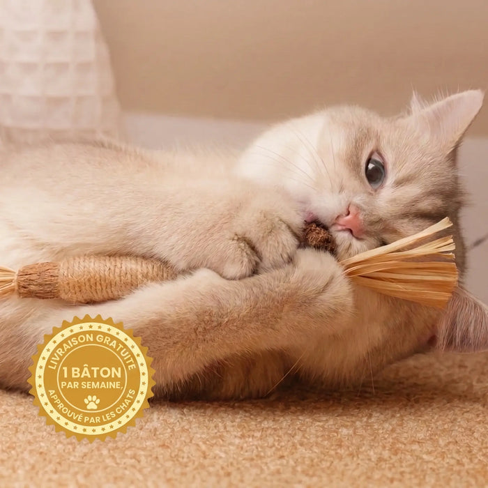 x4 Bâtons Dentaires Instinct™ — 100% Naturel